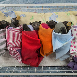 L'Enpa in soccorso dei pipistrelli in difficoltà per le basse temperature