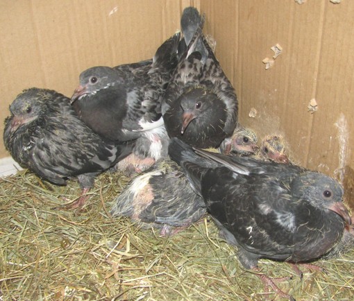 Enpa soccorre nidiacei Enpa soccorre nidiacei