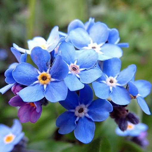 In foto il fiore ufficiale della festa dei nonni, Non ti scordar di me