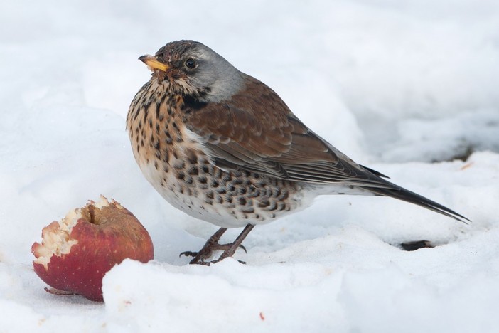 Emergenza neve e freddo: tutti i consigli di Enpa per aiutare gli animali selvatici e randagi Emergenza neve e freddo: tutti i consigli di Enpa per aiutare gli animali selvatici e randagi