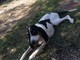 Pietra Ligure, appello per ritrovare la cagnolina Nala Pietra Ligure, appello per ritrovare la cagnolina Nala