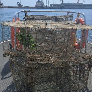 Nasse sequestrate dalla Capitaneria di Porto: il plauso del Partito Animalista Italiano e dell’Osservatorio Savonese Animalista