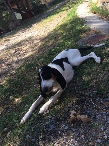 Pietra Ligure, appello per ritrovare la cagnolina Nala