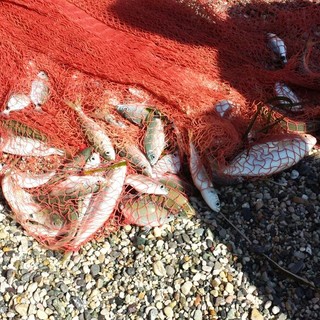Coldiretti Liguria: "Il settore della pesca è in difficoltà"