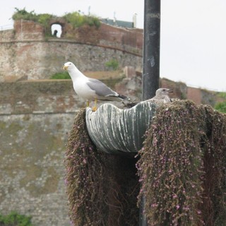 Savona, piccolo di gabbiano cade dal nido: ennesimo soccorso dell'Enpa di Savona