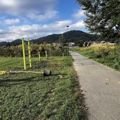 Cairo, 80 nuove piante lungo viale Vittorio Veneto e la pista ciclabile adiacente