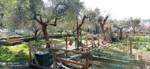 Albisola, in progetto il secondo Orto Sociale, l’assessore Sprio: “Riqualificazione degli spazi e socialità per tornare a una vita più sana”