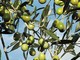 Ad Albenga un convegno sul riutilizzo degli scarti della produzione olivicola come energia rinnovabile