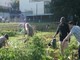 Agricoltori/giardinieri per il Comune Savona: da lunedì il bando per coltivare 23 orti urbani Agricoltori/giardinieri per il Comune Savona: da lunedì il bando per coltivare 23 orti urbani