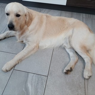 Albissola, viene rapito ma riesce a scappare: la storia a lieto fine del labrador Otto