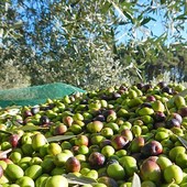 L’oro giallo della Riviera punta sull’hi-tech: a Finalborgo la presentazione del progetto Smaq