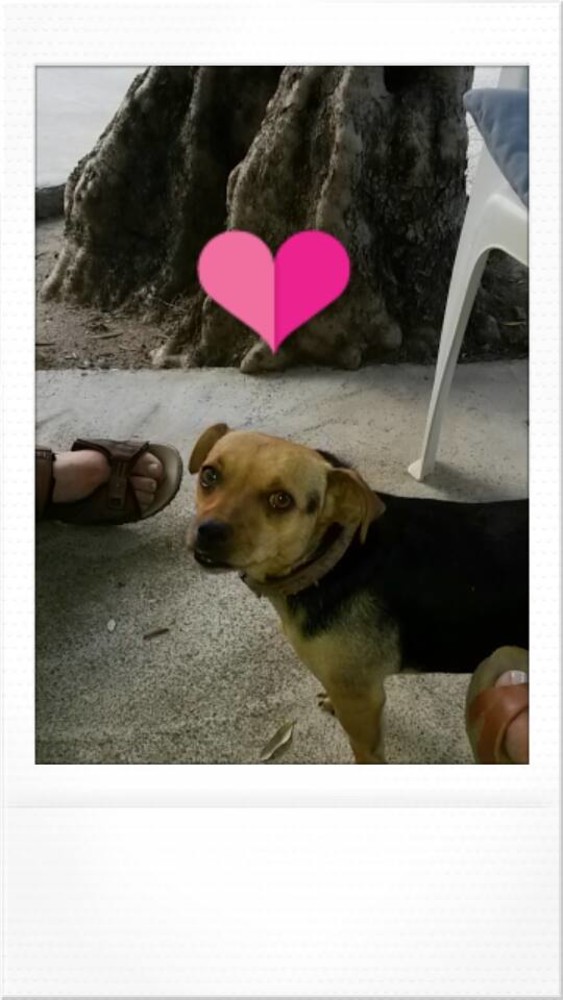 Albenga: appello cagnolina smarrita