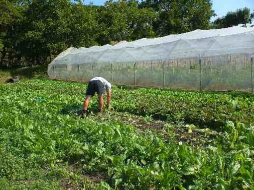Aumento record di lavoratori nel comparto agricolo Aumento record di lavoratori nel comparto agricolo