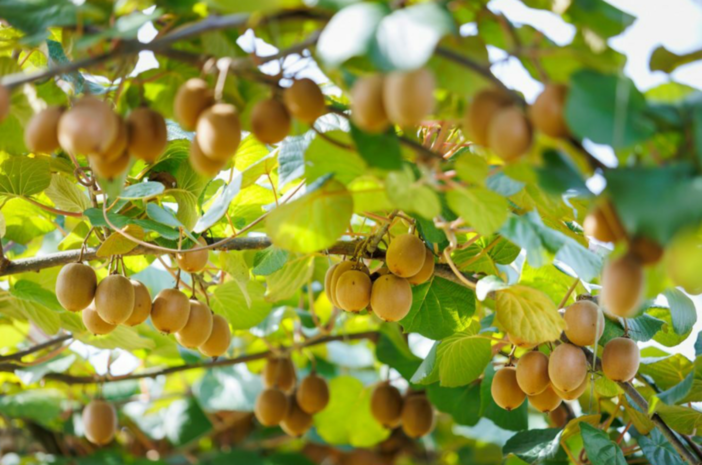 Al Castello di Lagnasco si presentano il nuovo kiwi giallo Haegeum e le pesche resistenti alla sharka