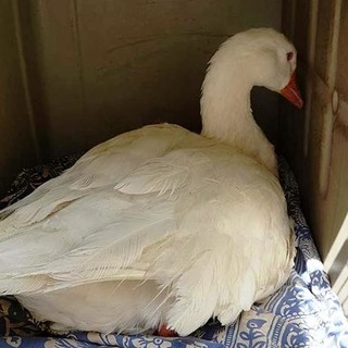 L'appello dell'Enpa: "Dopo 10 anni nel torrente Pora, nonna papera cerca casa"