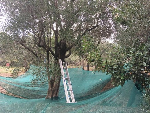 Il Gruppo Fai Albenga-Alassio organizza una giornata alla scoperta dell’olivicoltura estrema
