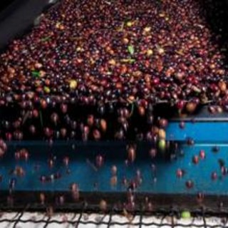 Gruppo Fai Albenga-Alassio: una giornata alla scoperta dell'olivicoltura estrema