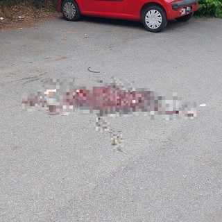 Delitto di piazza delle Nazioni, la fine del rapporto e insulti che scatenano l'ira omicida: vittima una 27enne albanese (FOTO e VIDEO)