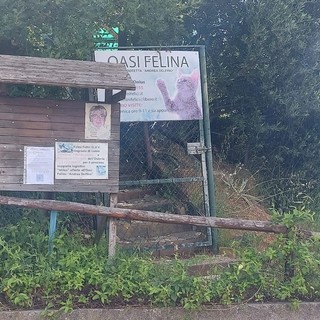 Savona, l'Oasi Felina di via Bonini chiede aiuto: lanciata una raccolta fondi
