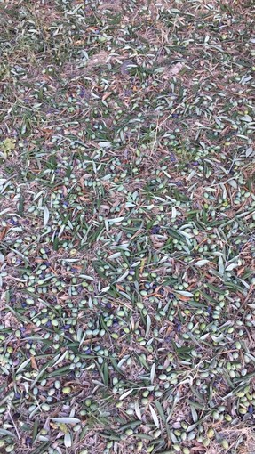 Aziende agricole in ginocchio nell'alassino: "Stavamo per raccogliere le olive, ora abbiamo perso tutto" Aziende agricole in ginocchio nell'alassino: "Stavamo per raccogliere le olive, ora abbiamo perso tutto"