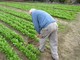 Agricoltura sociale, Rossetti: "Grande patrimonio che la Giunta Toti non ha ancora voluto cogliere"