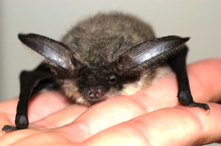 Al via uno studio sulla Chirotterofauna del Comune di Toirano Al via uno studio sulla Chirotterofauna del Comune di Toirano