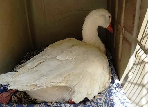 L'appello dell'Enpa: "Dopo 10 anni nel torrente Pora, nonna papera cerca casa"