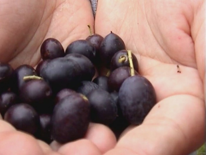 Olivicoltura, un'annata da dimenticare Olivicoltura, un'annata da dimenticare