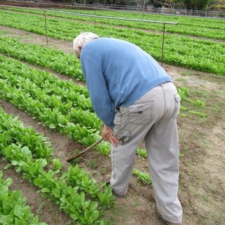 Agricoltura sociale, Rossetti: "Grande patrimonio che la Giunta Toti non ha ancora voluto cogliere"