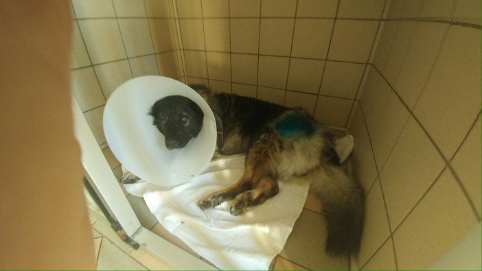 Trovati i soldi per l'operazione di Bobby grazie alla donazione di una persona che non vuole apparire per il suo gesto