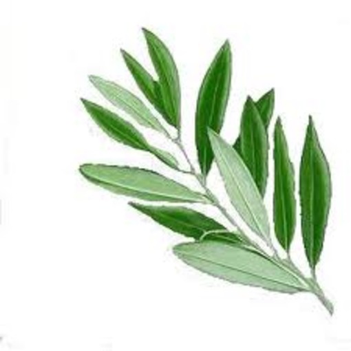 Gli appuntamenti della Settimana Santa Gli appuntamenti della Settimana Santa