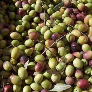 Villanova, dagli ulivi dei giardini comunali alle mense scolastiche