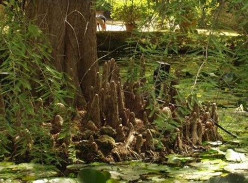 A &quot;Fare Ambiente&quot; la cura del Parco Botanico di Pietra Ligure