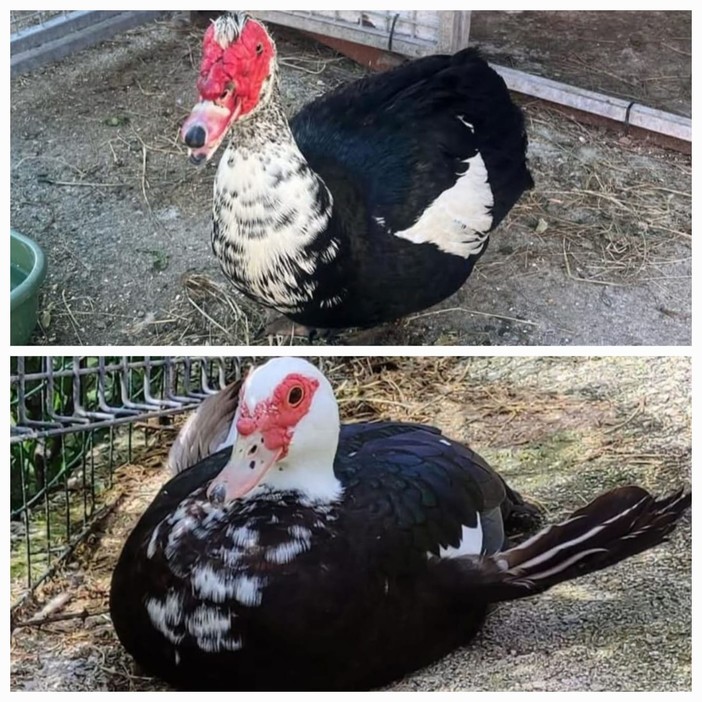 Il Cras di Cadibona  e due anatre mute che cercano casa: adottate "Don Giovanni" e "Daisy"