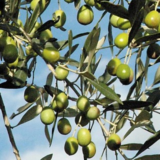 Domenica 29 ottobre la &quot;Camminata tra gli olivi&quot;: ecco le località coinvolte in Liguria