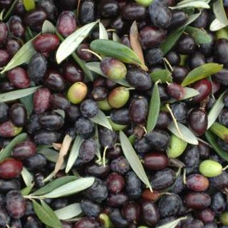 Albenga, ricerca di laboratorio sulle olive da tavola