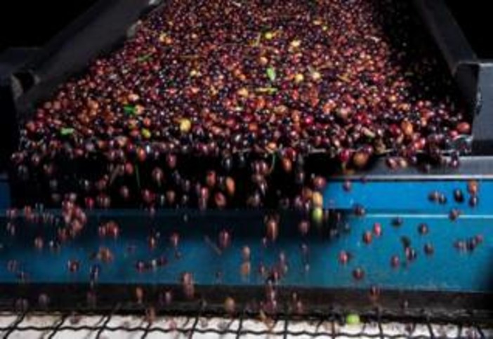 Gruppo Fai Albenga-Alassio: una giornata alla scoperta dell'olivicoltura estrema