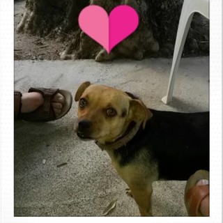 Albenga: appello cagnolina smarrita