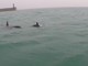 Orche nel porto di Genova, la preoccupazione dell'Enpa: "Il mar Ligure è un'immensa trappola di ami e reti"