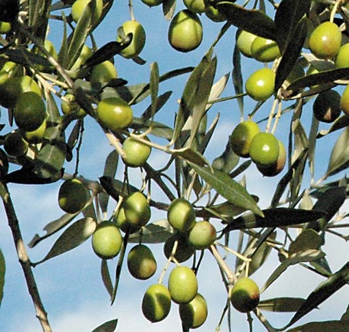 Ad Albenga un convegno sul riutilizzo degli scarti della produzione olivicola come energia rinnovabile Ad Albenga un convegno sul riutilizzo degli scarti della produzione olivicola come energia rinnovabile