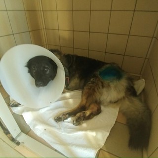 Trovati i soldi per l'operazione di Bobby grazie alla donazione di una persona che non vuole apparire per il suo gesto