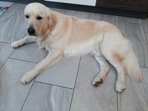 Albissola, viene rapito ma riesce a scappare: la storia a lieto fine del labrador Otto Albissola, viene rapito ma riesce a scappare: la storia a lieto fine del labrador Otto