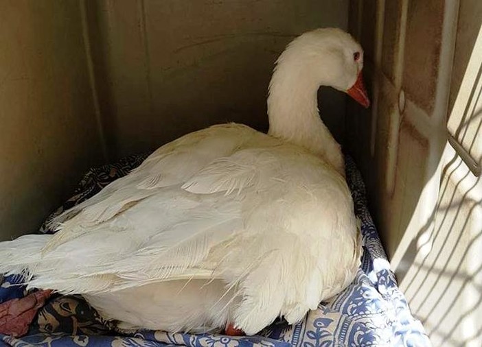 L'appello dell'Enpa: "Dopo 10 anni nel torrente Pora, nonna papera cerca casa"