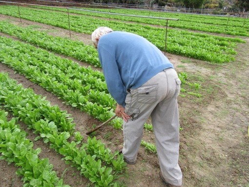 Agricoltura sociale, Rossetti: "Grande patrimonio che la Giunta Toti non ha ancora voluto cogliere"