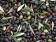 Olive Taggiasche a rischio &quot;imitazione&quot;? Nasce il ‘DNA controllato Cultivar Taggiasca’
