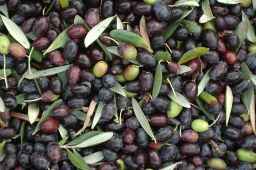 Olive Taggiasche a rischio "imitazione"? Nasce il ‘DNA controllato Cultivar Taggiasca’ Olive Taggiasche a rischio "imitazione"? Nasce il ‘DNA controllato Cultivar Taggiasca’