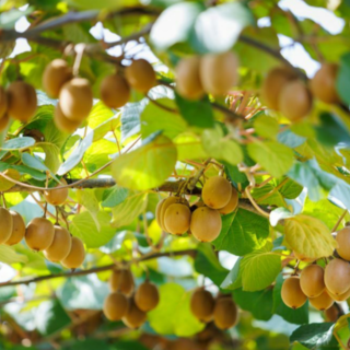 Al Castello di Lagnasco si presentano il nuovo kiwi giallo Haegeum e le pesche resistenti alla sharka
