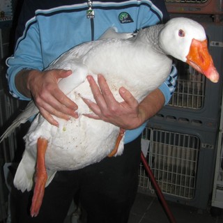 Carcare: oca bianca imprigionata per due giorni nel ghiaccio. Enpa: "non doveva occuparsene il comune?"