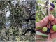 Salute, Coldiretti Liguria: “L’olio evo alleato del benessere spinge i consumi mondiali (+10%)”