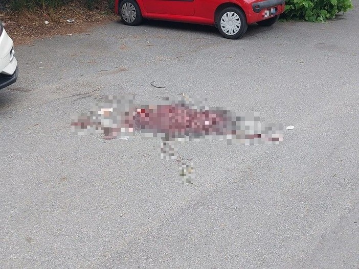Delitto di piazza delle Nazioni, la fine del rapporto e insulti che scatenano l'ira omicida: vittima una 27enne albanese (FOTO e VIDEO)